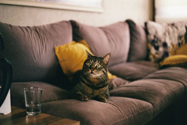 Les meilleures astuces pour préserver votre canapé des chats