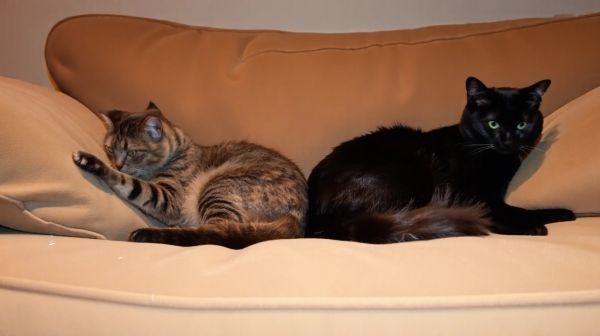 Les meilleures astuces pour préserver votre canapé des chats