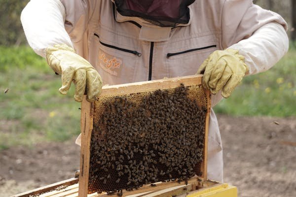 Materiel apicole : tout ce qu'il faut pour réussir en apiculture